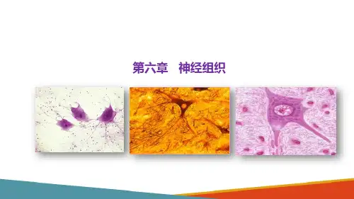 神经组织(组织胚胎学课件)