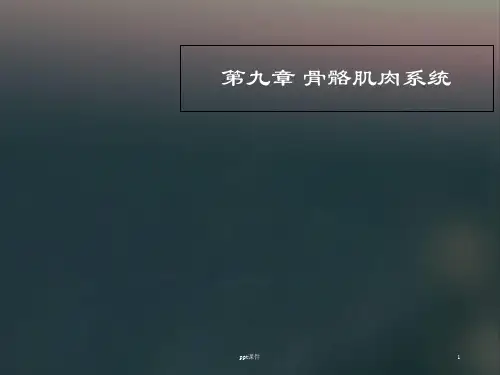 骨骼肌肉系统正常影像学表现  ppt课件