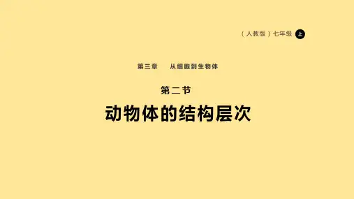 〖生物〗动物体的结构层次 课件-2024--2025学年人教版生物七年级上册