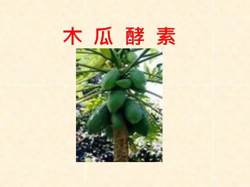 木瓜酵素