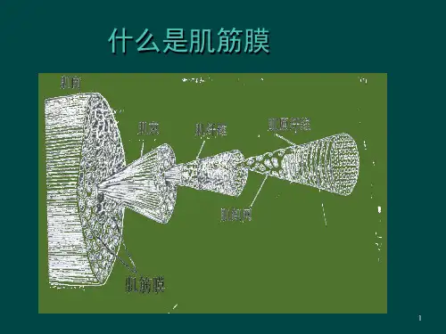 筋膜疼痛与扳机点课堂PPT