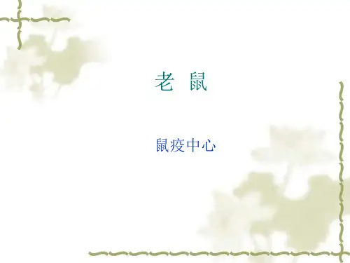 老鼠 科普知识