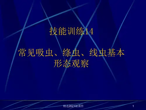 常见吸虫、绦虫、线虫基本形态观察ppt课件