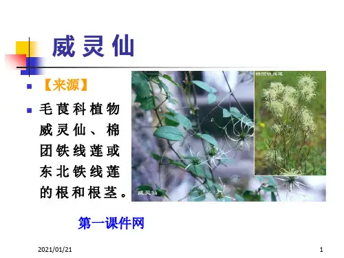 医学精品课件-根及根茎类中药3PPT教学课件