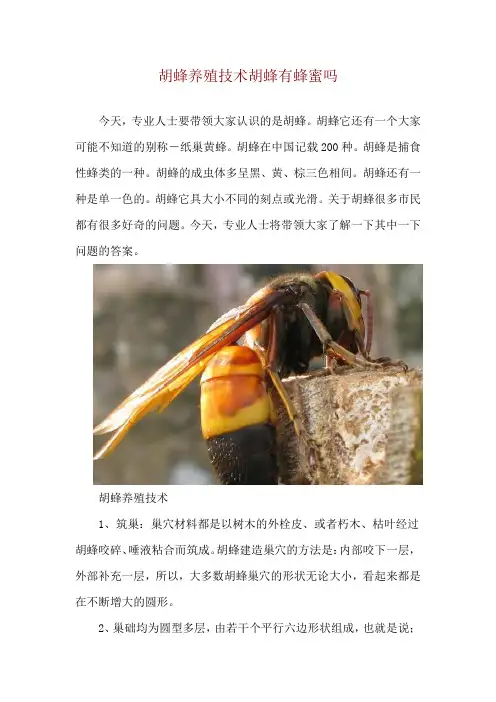 胡蜂养殖技术 胡蜂有蜂蜜吗