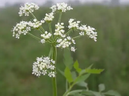 双子叶植物-伞形科-PPT课件