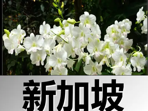 新加坡英语介绍篇PPT课件