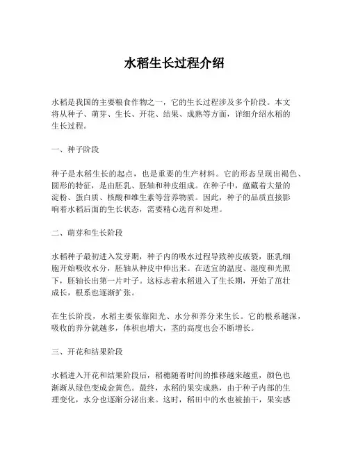 水稻生长过程介绍
