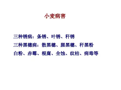 小麦锈病剖析