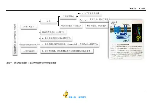 细胞概念图：第3节：G蛋白偶联受体介导的信号转导