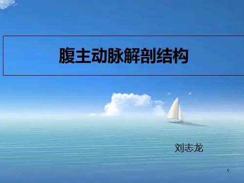 腹主动脉PPT课件