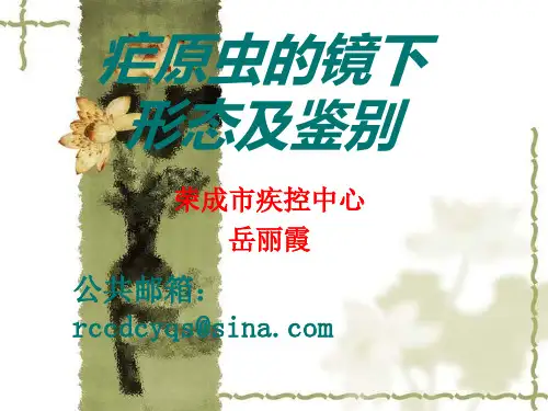 疟原虫镜下形态及鉴别