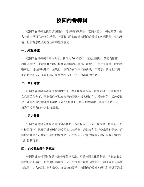 校园的香樟树