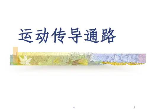 神经系统-运动传导通路