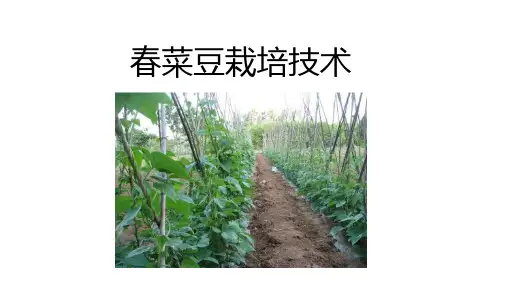 春菜豆栽培技术课件(共12张PPT)《蔬菜生产技术》同步教学(中国农业出版社)