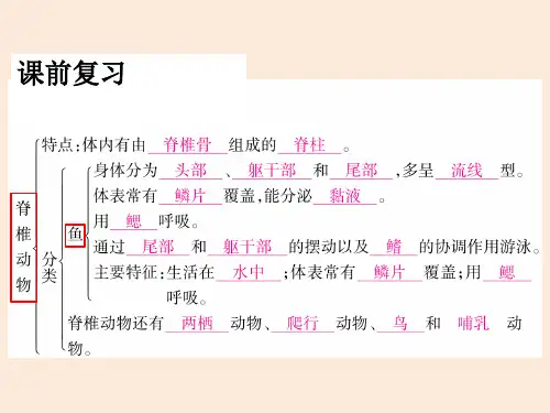 【初中生物】脊椎动物-两栖动物和爬行动物课件 2024-2025学年人教版生物七年级上册