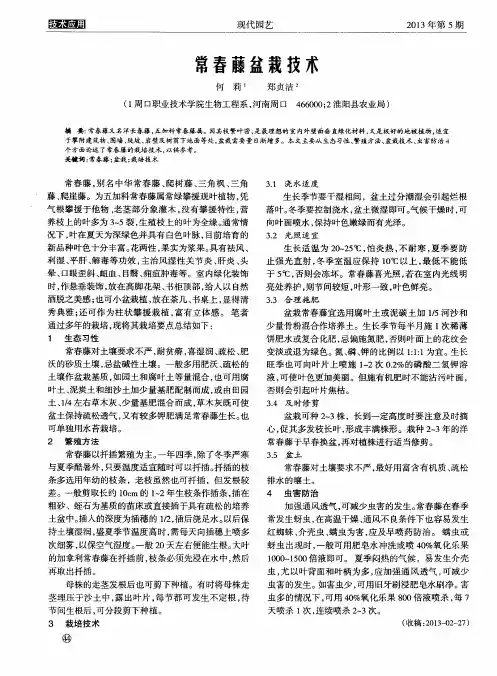 常春藤盆栽技术