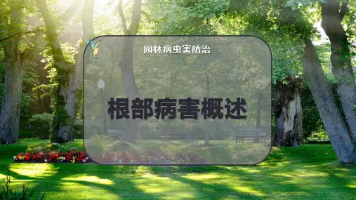 根部病害概述