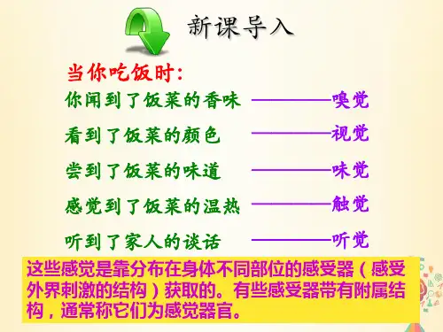 七年级生物下册第六章第一节人体对外界环境的感知课件(新版)新人教版