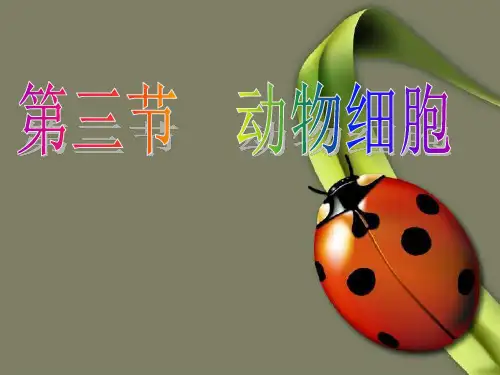 人教版七年级上册2.1.3动物细胞课件