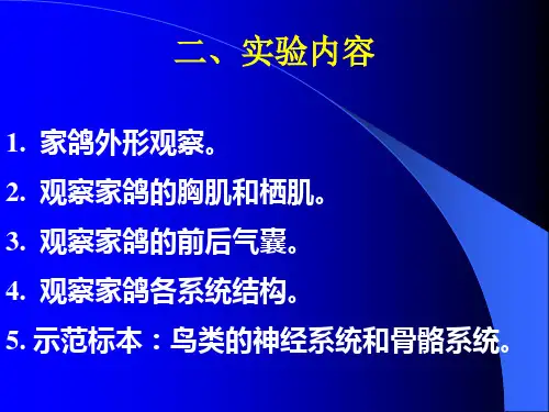 家鸽的解剖