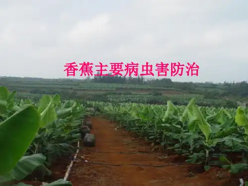 香蕉病虫害防治图谱 (1)