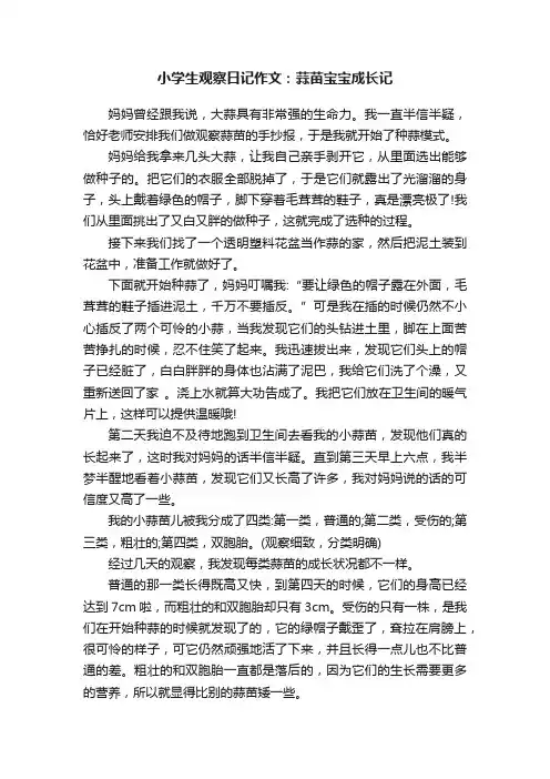 小学生观察日记作文：蒜苗宝宝成长记