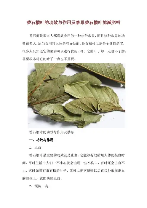 番石榴叶的功效与作用及禁忌 番石榴叶能减肥吗