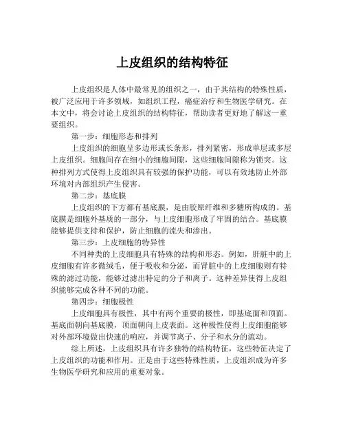 上皮组织的结构特征