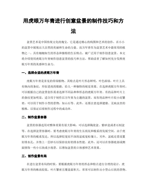 用虎眼万年青进行创意盆景的制作技巧和方法