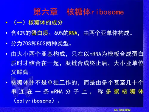 (6)线粒体