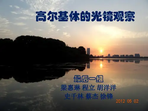 高尔基体的光镜观察(5.0版本)