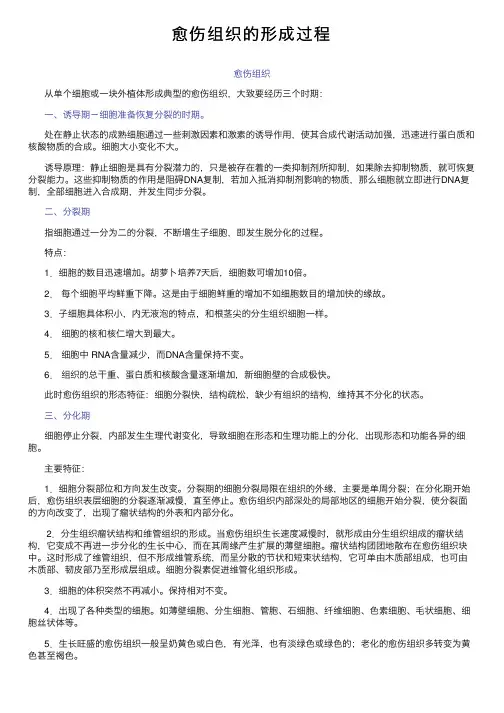 愈伤组织的形成过程