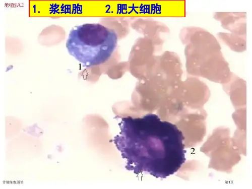 骨髓细胞图谱