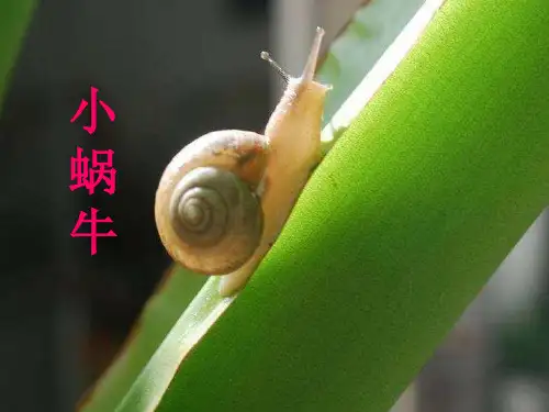 小蜗牛课件(共21张PPT)