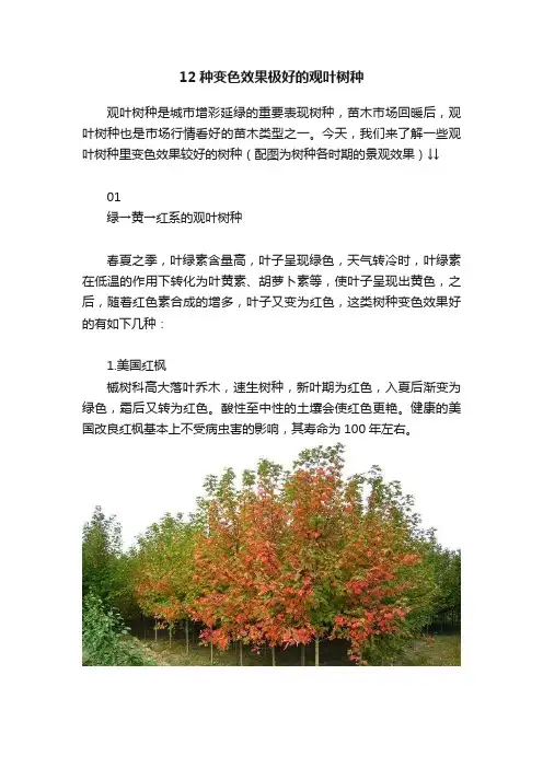 12种变色效果极好的观叶树种