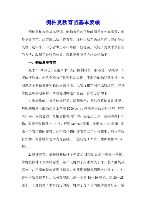 侧柏夏秋育苗基本要领