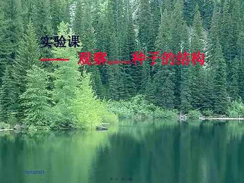 七年级生物《实验：观察种子的结构》课件