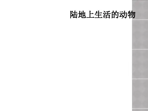 陆地上生活的动物