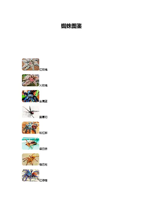 蜘蛛图鉴——精选推荐