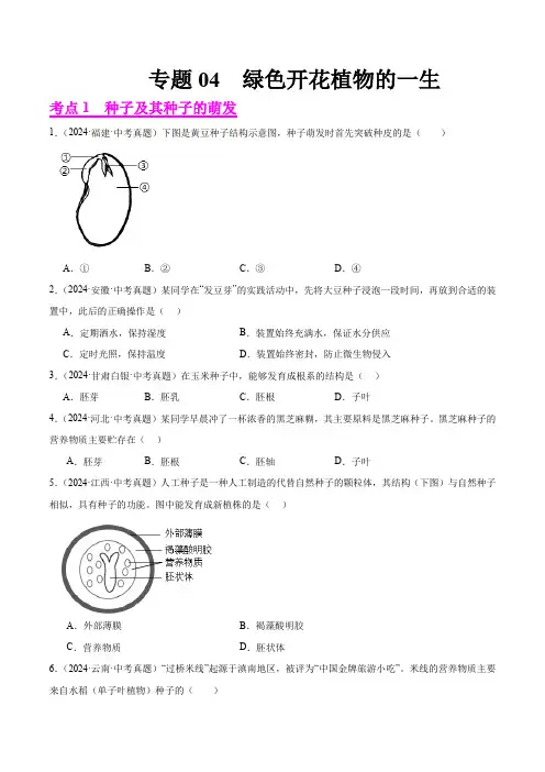 专题04  绿色开花植物的一生(原卷版+答案解析版)