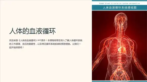 《人体的血液循环》课件