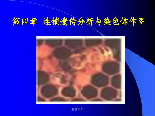 【学习】第四章连锁遗传分析与染色体作图-第三章连锁遗传分析与染色体作图(1)