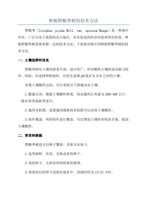 种植野酸枣树的技术方法