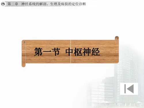 大脑解剖及定位【177页】