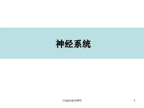神经系统PPT课件