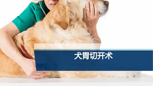 【宠物外产科病课件】犬胃切开术