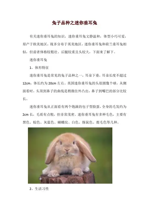兔子品种之迷你垂耳兔