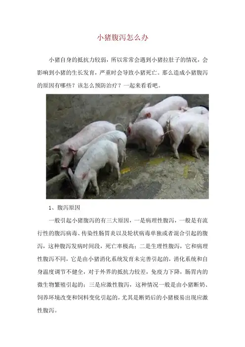 小猪腹泻怎么办