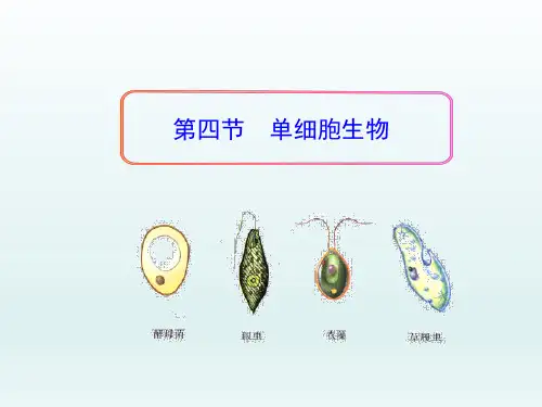 七年级生物上册2.2.4单细胞生物